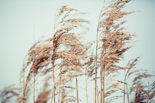 Blowin in the Wind Poster Print - Artographie