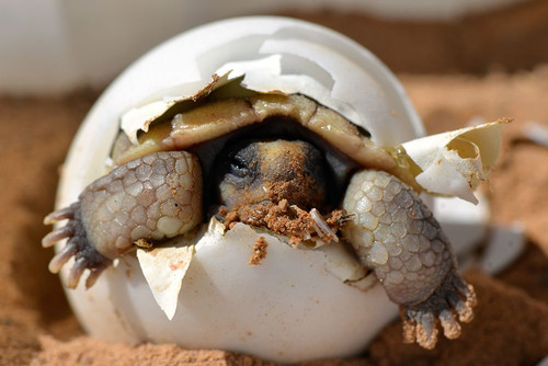 Baby Desert Tortoise Hatchling Poster Print - Artographie