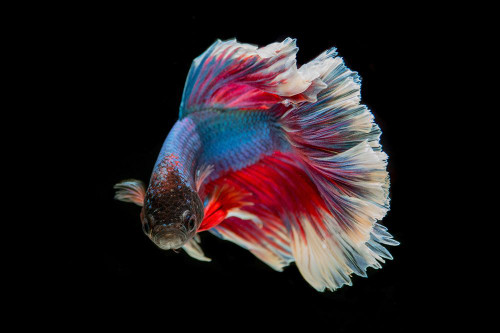 Blue Betta Fish I Poster Print - Artographie
