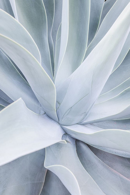 Crystal Cactus Poster Print - by Clint Shot