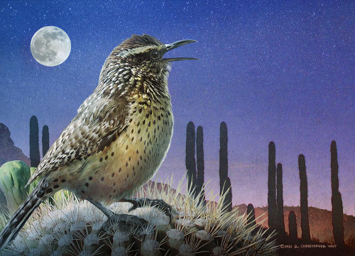 Saguaro Cactus Wren by Moonlight Poster Print - Christopher Vest