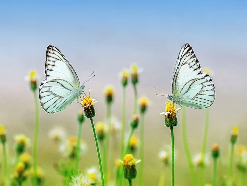 Butterfly 10 Poster Print - Rachel Lee