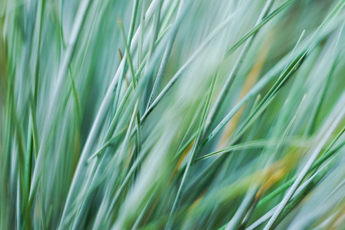 Abstract Grasses Poster Print - Artographie