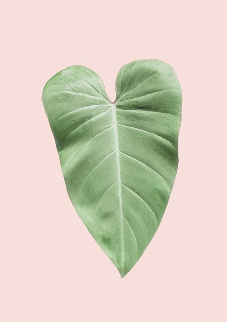 Tropical Leaf Blush Poster Print - Kathrin Pienaar