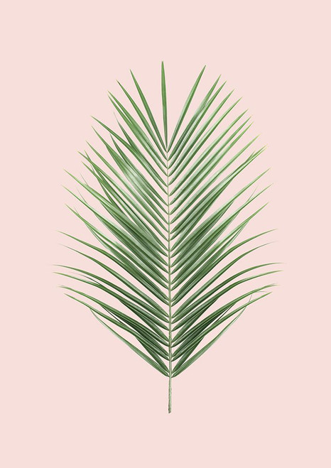 Palm Leaf Blush Poster Print - Kathrin Pienaar
