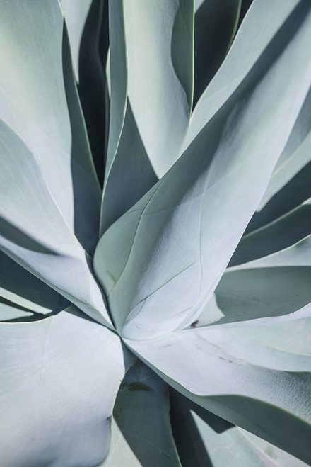 Aqua Cactus Poster Print - by Clint Shot