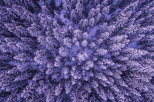 A Drone Eye View of a Forest in Menkerud Poster Print - Artographie