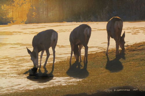 Deer Grazing at City Park Poster Print - Christopher Vest