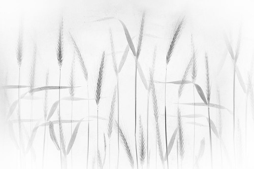 Corn art Poster Print - Son Greetje van