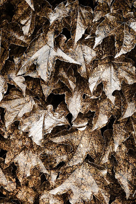 Foliage Textured 6 Poster Print - Rachel Lee