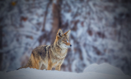 Coyote Poster Print - Jenny Qiu