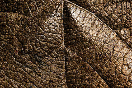 Foliage Textured 5 Poster Print - Rachel Lee