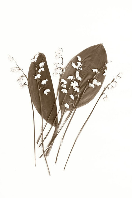 Lily of the Valley Poster Print - Judy Stalus