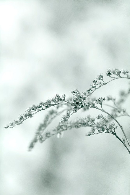 Meadow Poster Print - Judy Stalus