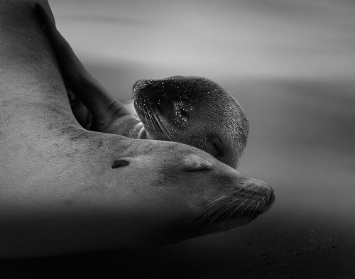 Sea Lion Pup with the Mother Poster Print - Krystina Wisniowska