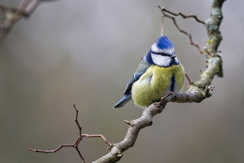 Bird 53 Poster Print - Rachel Lee
