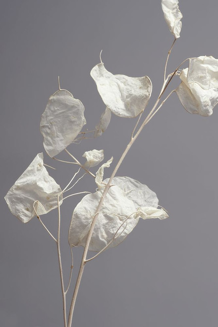 Almost transparent Poster Print - Heidi Westum