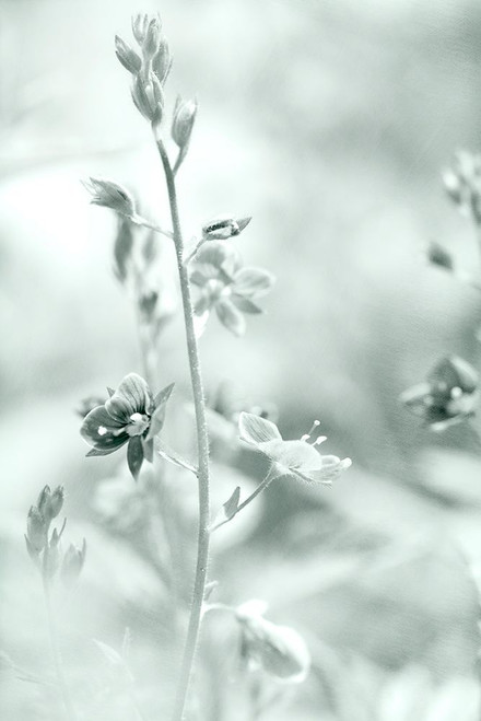 Silver Morning Poster Print - Judy Stalus