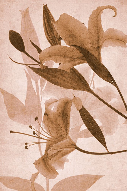 Daylily 2 Poster Print - Thea Schrack