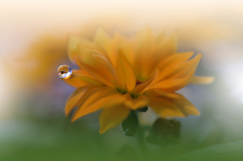 The Essence Of Being.. Poster Print - Juliana Nan