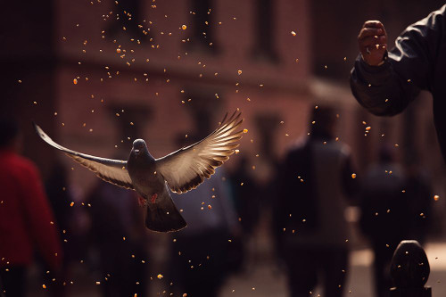 Pigeons in Patan Square, Kathmandu-Nepal Poster Print - Dan Mirica