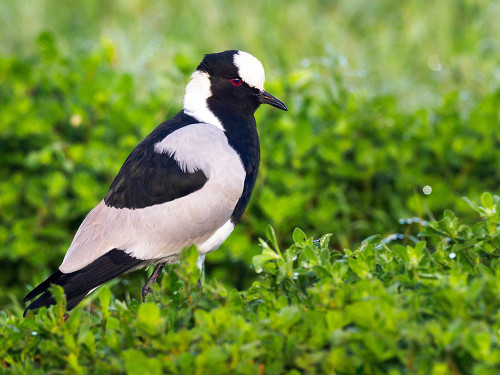 Bird 59 Poster Print - Rachel Lee