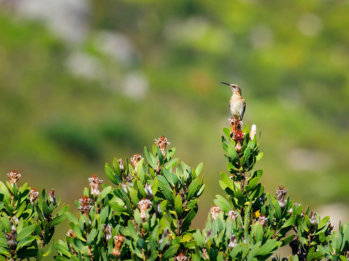 Bird 58 Poster Print - Rachel Lee