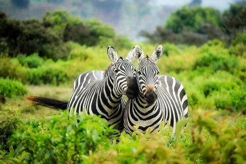 Zebra in Love Poster Print - Artographie