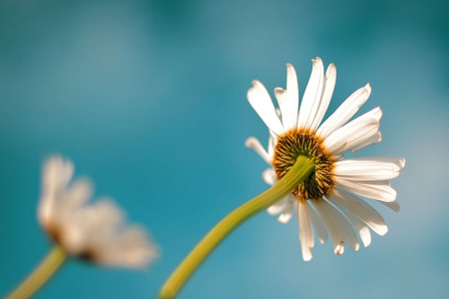 Flower White Custom Cyan Poster Print - Rachel Lee