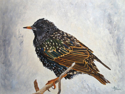 Wrapped Up   European Starling Poster Print - Angeles M. Pomata