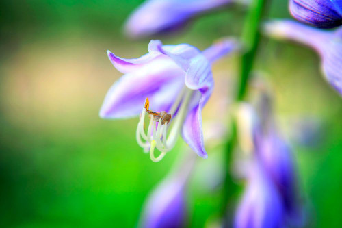 Flower Purple Poster Print - Rachel Lee