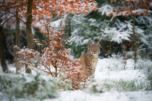 Waiting Poster Print - Michaela Firesova