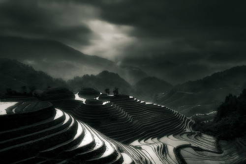 The rice fields Poster Print - Fabrizio Massetti