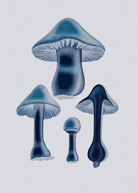 Agaricus Bulbosus - Blue Poster Print - Pictufy