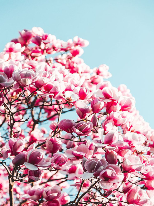 Flower 83 Poster Print - Rachel Lee