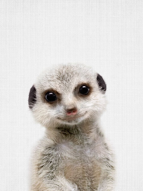 Peekaboo Baby Meerkat Poster Print - Lola Peacock