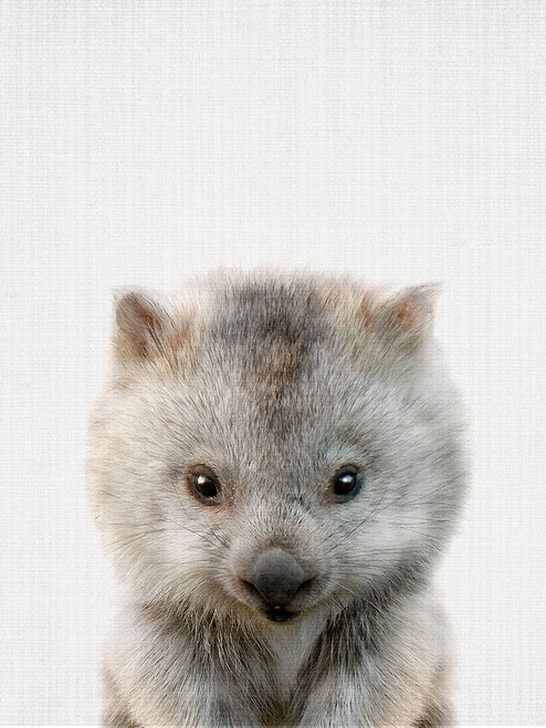 Peekaboo Baby Wombat Poster Print - Lola Peacock