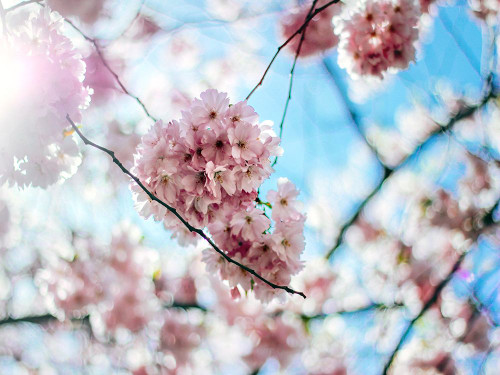 Flower 80 Poster Print - Rachel Lee