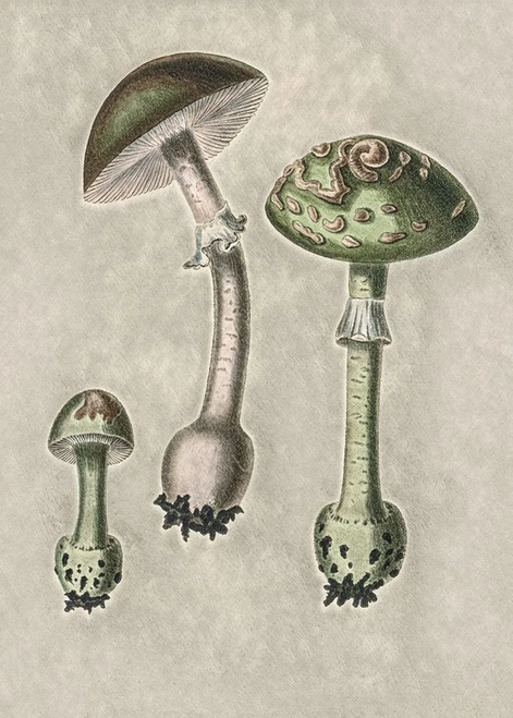 Amanita Muscaria Remix Green Poster Print - Pictufy