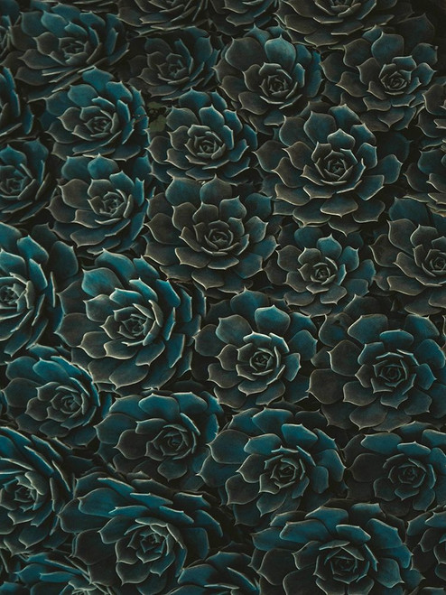 Flower 82 Poster Print - Rachel Lee