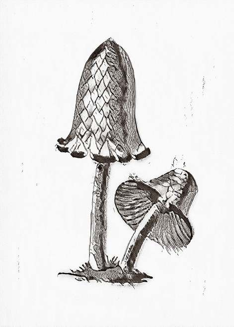Vintage Inky Cap Edible Mushroom BW Bright Poster Print - Pictufy