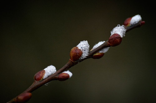 early spring Poster Print - Anna Cseresnjes