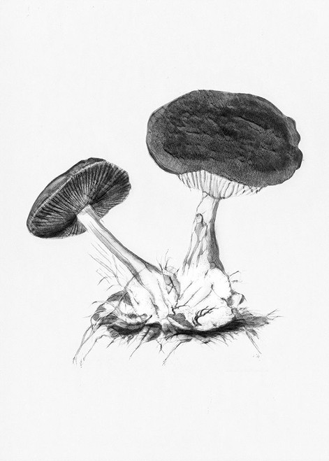 Vintage Violet Webcap Mushroom Bright BW Poster Print - Pictufy