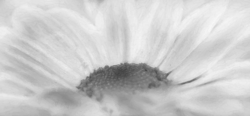 Flower 68 Grayscale Watercolor Poster Print - Rachel Lee