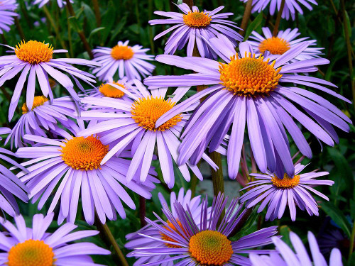 Flower 69 Poster Print - Rachel Lee