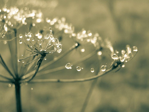 Flower 67 Poster Print - Rachel Lee