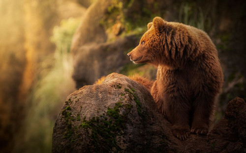 Brown bear during sunset. Poster Print - Ruiz Sergio Saavedra