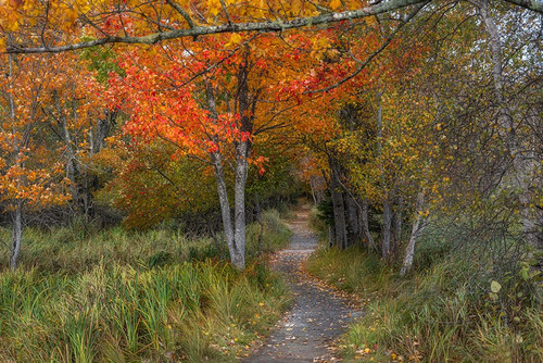 Jessups Path I Poster Print - Danny Head