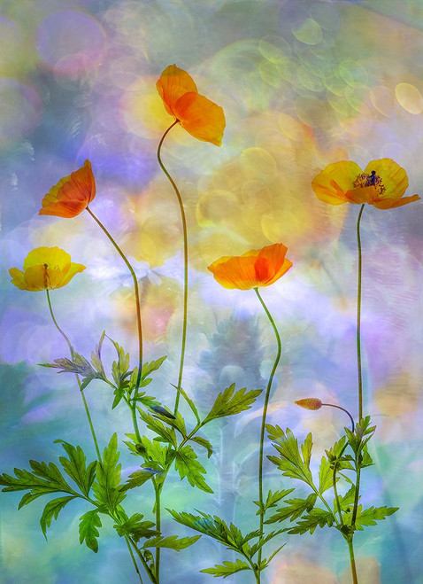 rainbow colours Poster Print - der Hilda van