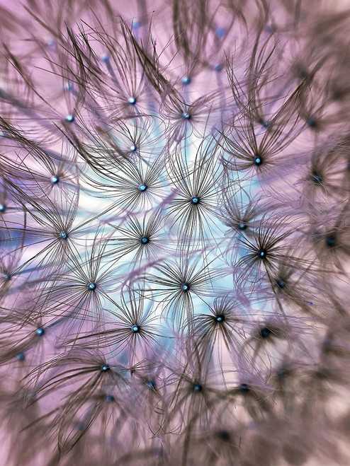 Flower 58 Poster Print - Rachel Lee